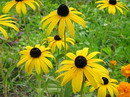Rudbeckia Fulgida